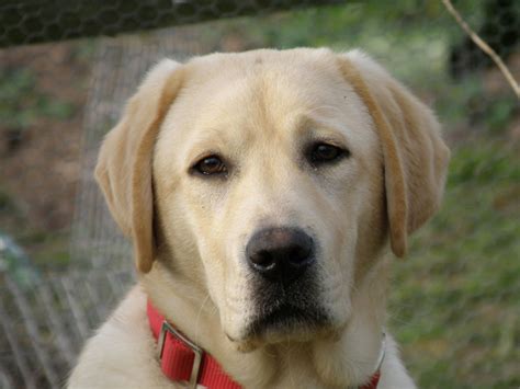 Adopt a rescue dog through petcurious. Yellow Labrador Boy | Hereford, Herefordshire | Pets4Homes
