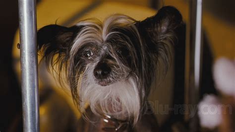 Hotel For Dogs Blu Ray