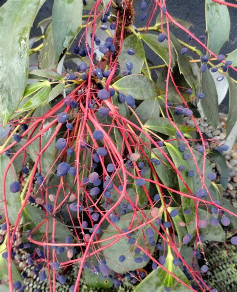 Danger Garden Mahonia Gracilipes Is My Favorite Plant In The Garden