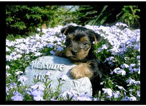 yorkie puppies for sale adoption from cincinnati ohio classifieds usa 119010