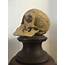 Antique Disarticulated Very Rare Human Skull / Eccentric Antiquities