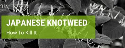 How did knotweed become so widespread in the u.k.? How To Kill Japanese Knotweed | Jack's Garden