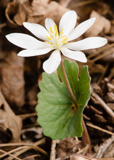 Sanguinaria Canadensis Bloodroot Fall Blooming Flowers Container
