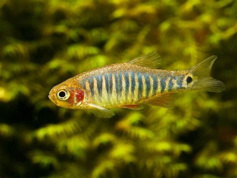 Juvenile emerald dwarf rasbora will appear beige/translucent at first, and color up as they mature. Emerald Dwarf Rasbora | Freshwater Aquariums | Pinterest
