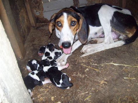 Cady Walker Coonhound With First Litter Of Puppies Flickr