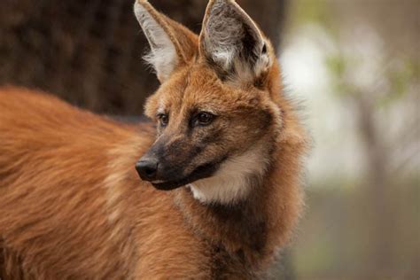 Maned Wolf A Lonely Hunter