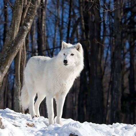 Interesting Facts About Arctic Wolves 6