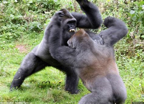 Gorilla Fighting