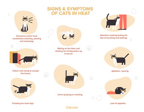 Cat In Heat Estrous Cycles Signs Symptoms And Care