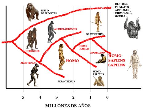 Resultado De Imagen Para Arbol Filogenetico Del Hombre Pdf Árbol