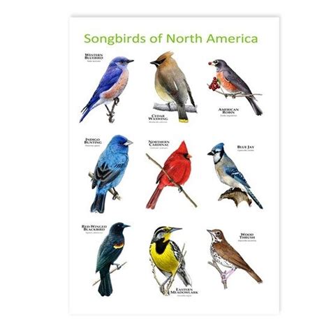 Songbirds Of North America Postcards Package Of 8 By Wildlife Arts2