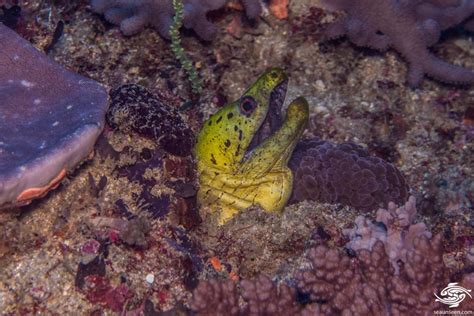 Pharyngeal jaw aquatic veterinary services these pictures of this page are about:moray eel second jaw. Fimbriated Moray Eel-Facts and Photographs | Seaunseen