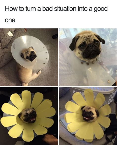 27 Ridiculously Happy Dog Memes To Brighten Your Day Blazepress Cute