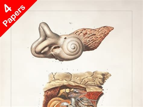 Bony Labyrinth Cochlea Anatomy Art Print For Medical Student Etsy