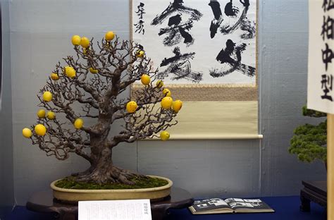 How To Grow A Bonsai Lemon Tree From Seed