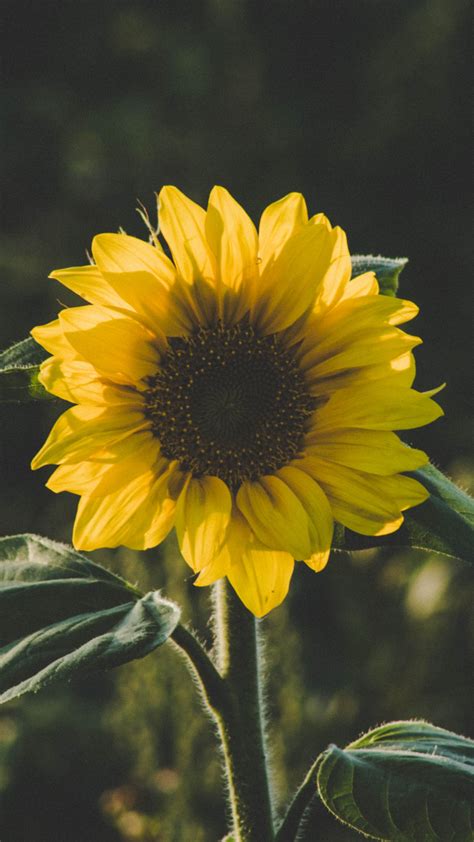 sunflower on Tumblr