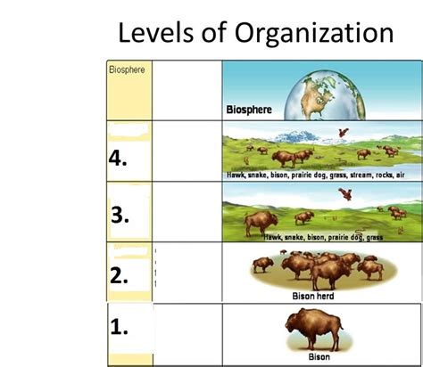 Levels Of Organization In An Ecosystem Diagram Quizlet