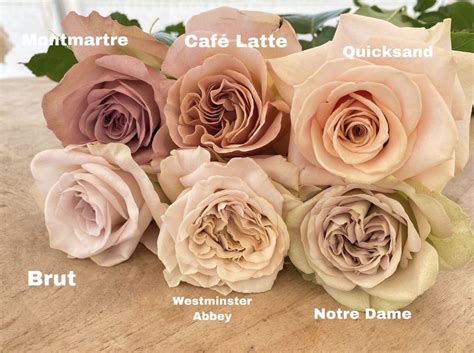 Nude Roses Rose Varieties Types Of Flowers Flower Garden