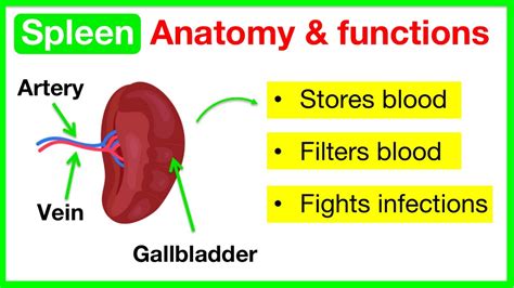 Spleen Anatomy And Function🤔 Easy Learning Video Youtube