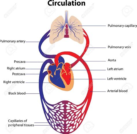 Circulation in animals gastrovascular cavities cnidaria, platyhelminthes. Quotes about Blood circulation (26 quotes)