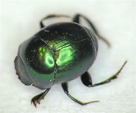 Tiny Metallic Green Beetle Canthon Viridis Bugguidenet