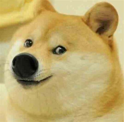 Image 733489 Doge Know Your Meme
