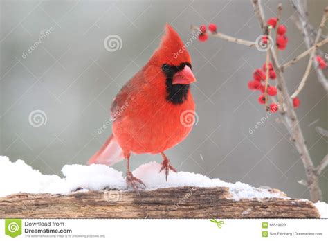 Cardinal With Berries Stock Image Image Of Perching 66519623
