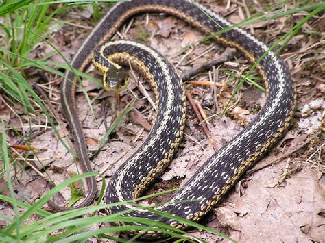 Garter Snake Thamnophis Sirtalis Flickr Photo Sharing