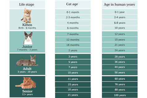 Cat Years To Human Years Calculator