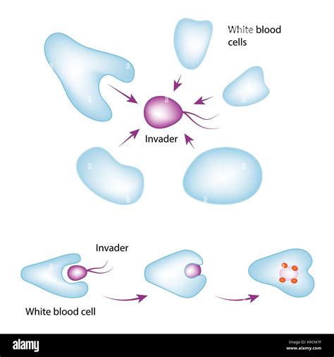 Basic Mechanism Of The Immune System White Blood Cell Eating Bacteria