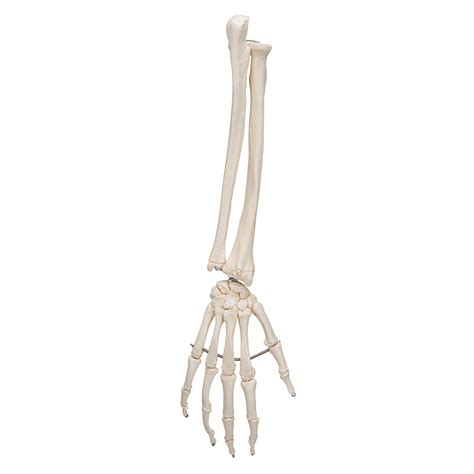 Hand Skeleton With Portions Of Ulna And Radius Hand And Arm Skeleton