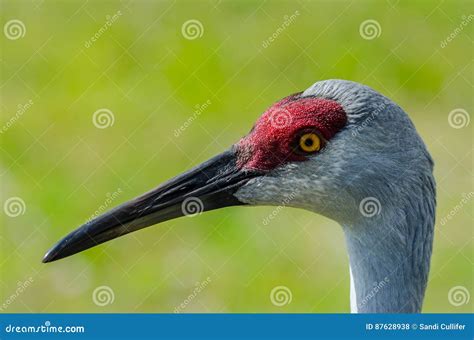 Sandhill Crane Head Stock Photo Image Of Animal Bird 87628938