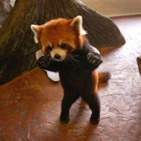 1000 Images About The Fox Panda On Pinterest Baby Red