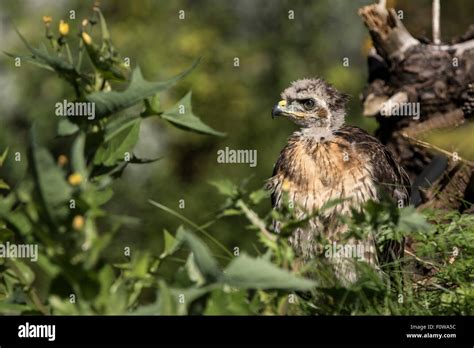 Baby Redtail Hawk Hi Res Stock Photography And Images Alamy