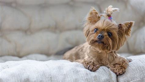 Top 32 Small Dogs Who Make Good Apartment Dogs Dogtime Apartment