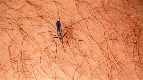 Do Gnats Bite Best Gnat Repellent Treatments And More Pest Samurai