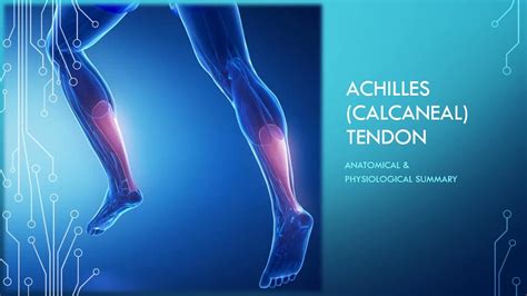 Achilles Tendon Anatomy And Physiology Youtube