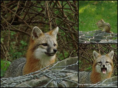Photography By Ginny September 21 2011 The Deer And Fox