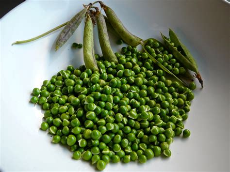 Wild Harvests Beach Pea An Enigmatic Edible