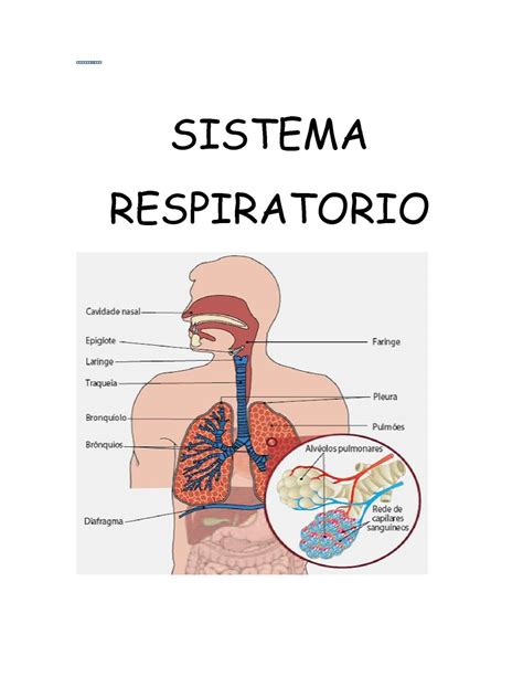 Sistema Respiratorio Estructura Y Funcion De Cada Organo Varias
