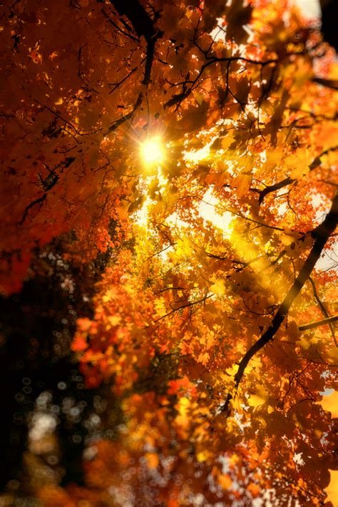 The Sun Shines Brightly Through Autumn Leaves