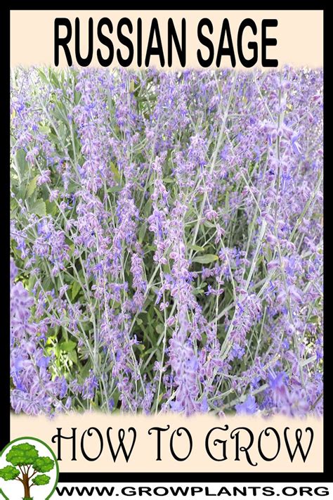Russian Sage How To Grow And Care