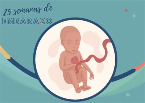 25 Semanas De Embarazo Tu Bebé Es Un Brócoli Premamá Y Después