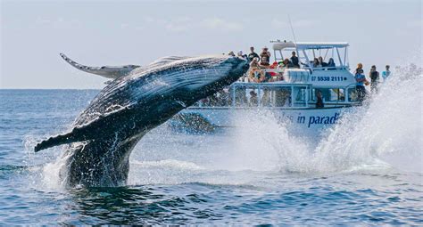 Eco Tour Humpback Whale Watching Cruise Gold Coast Kkday