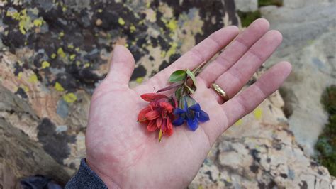 Red Mountain Flower And Blue Mountain Flower Irl Found In Naturalist