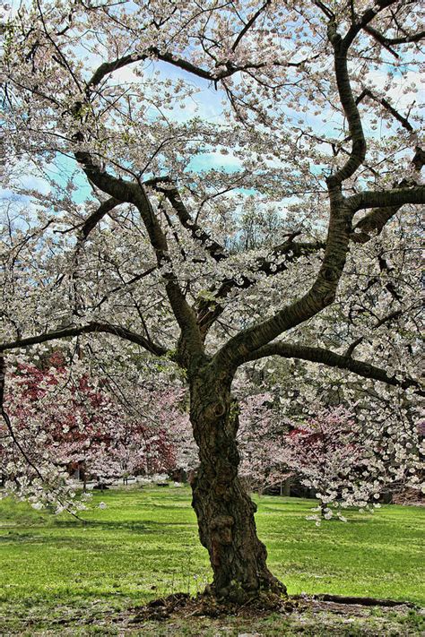 Cherry Blossom Trees Of Branch Brook Park 31 Photograph By