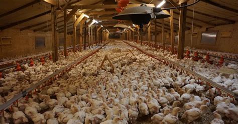 Tesco Suspends Farm Over Chicken Welfare Standards News The Grocer