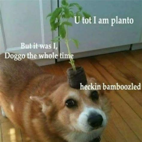 57 Bamboozled Meme Doggo