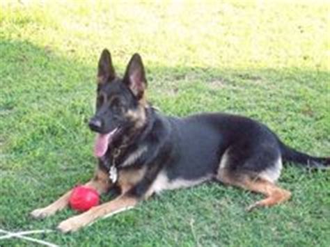 As the name suggests, these dogs have a short coat length. 1000+ images about Short hair German Shepard on Pinterest ...