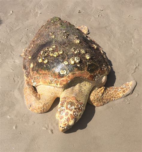Report Nesting Or Stranded Sea Turtles Padre Island National Seashore